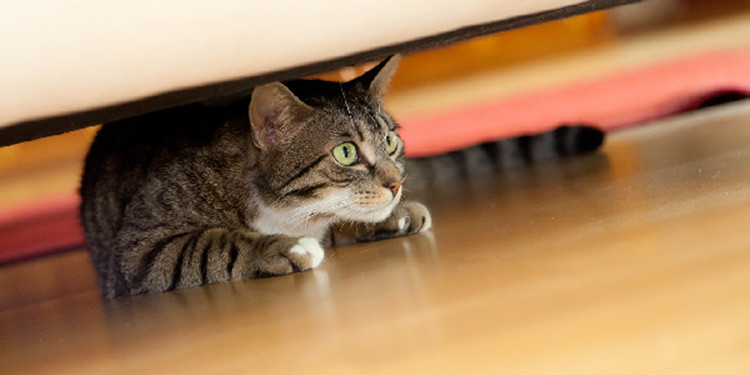 9 Tanda Kucing Stres dan Cara Efektif Mengatasinya