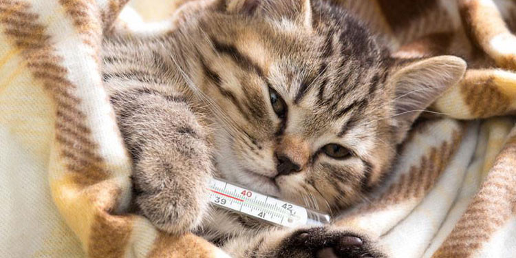 Flu pada Kucing: Penyebab, Gejala, dan Cara Mengobatinya