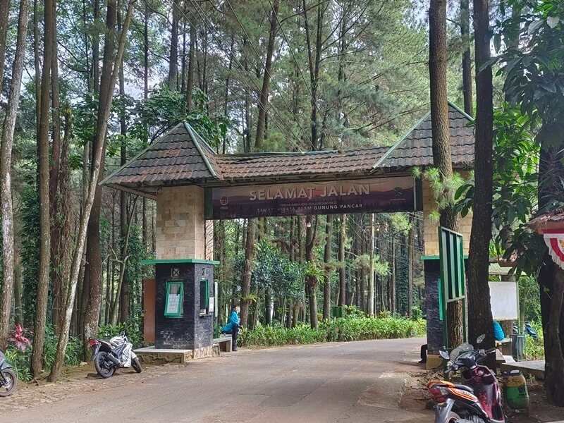 Hutan Pinus Sentul, Wisata Alam Sejuk di Kaki Gunung Pancar