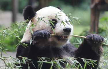 Cia Tao, Panda Raksasa Taman Safari Bogor Rayakan Ulang Tahunnya yang ke-15