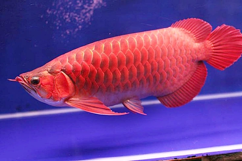 5 Jenis dan Harga Ikan Arwana Termahal