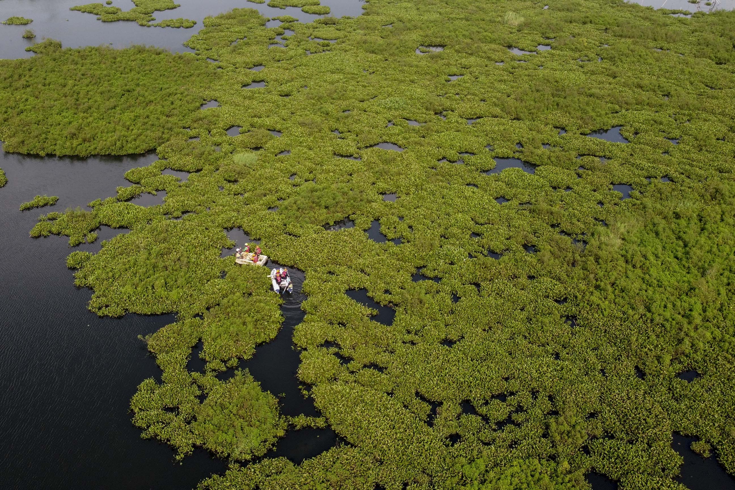Setu Gunung Putri Dipenuhi Eceng Gondok