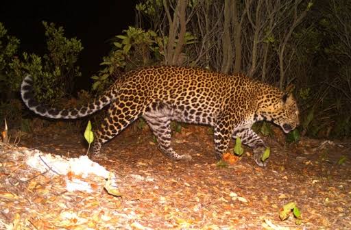 Macan Tutul Jawa Meresahkan Diamankan, Observasi Kesehatan Dilakukan di TSI Puncak Bogor