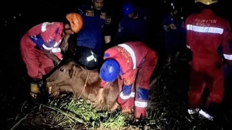 Damkar Evakuasi Sapi Kurban yang Berontak dan Kabur di Bogor