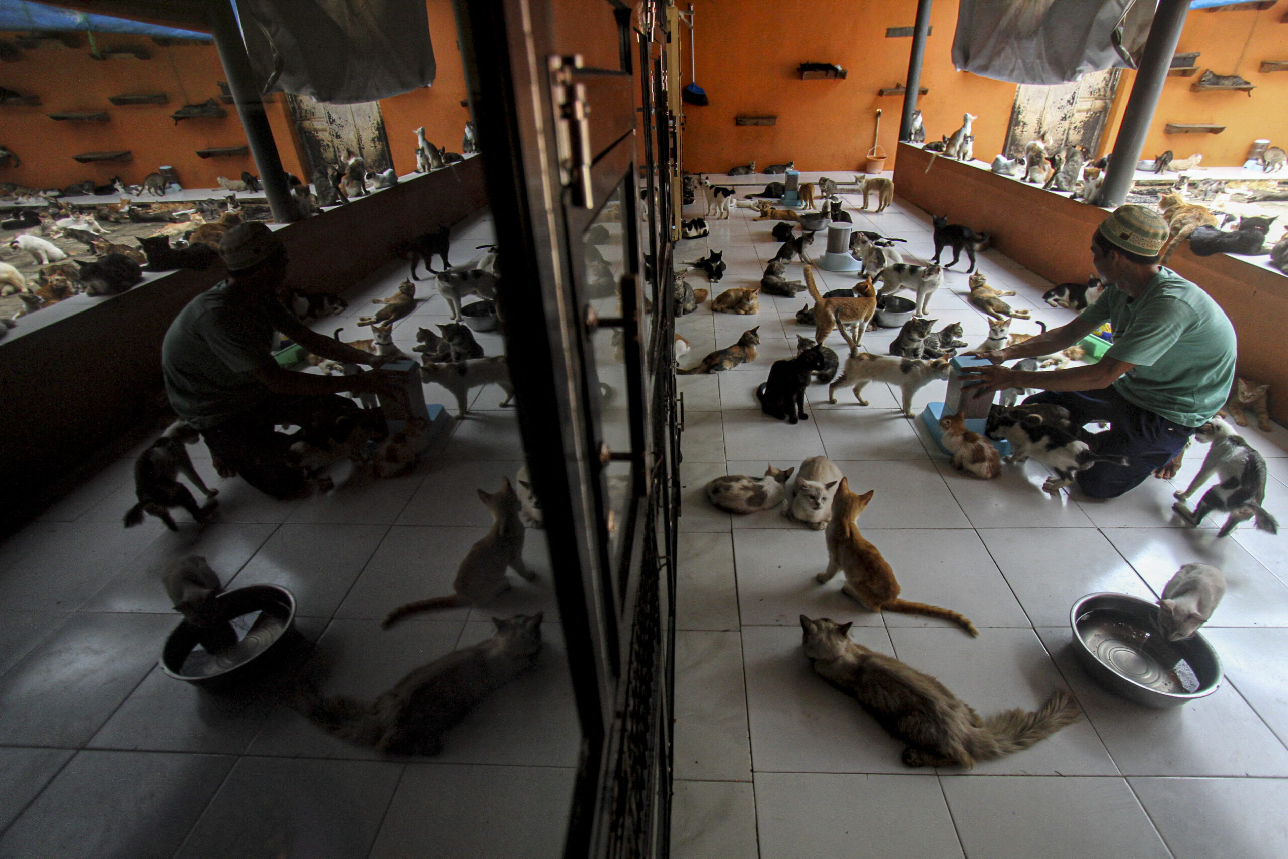 Rumah Kucing Parung, Tempat Perlindungan dan Kasih Sayang 