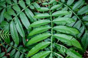 8 Manfaat Daun Sungkai bagi Tubuh
