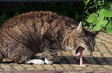Cara Mengobati Kucing Muntah yang Bisa Dilakukan di Rumah