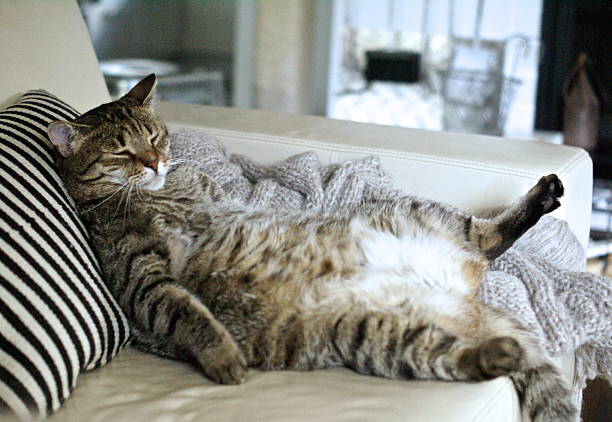 Tips Agar Anak Kucing Cepat Gemuk Impian Para Cat Lovers