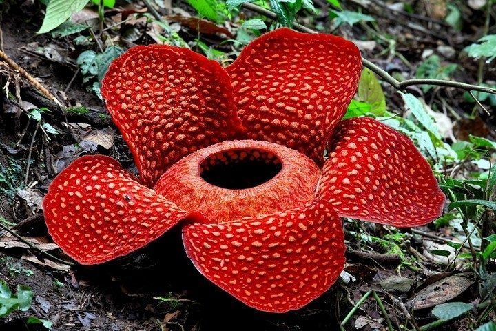 Capai 14.000 Jenis, Berikut Anekaragam Jenis Tumbuhan Di Kebun Raya Bogor