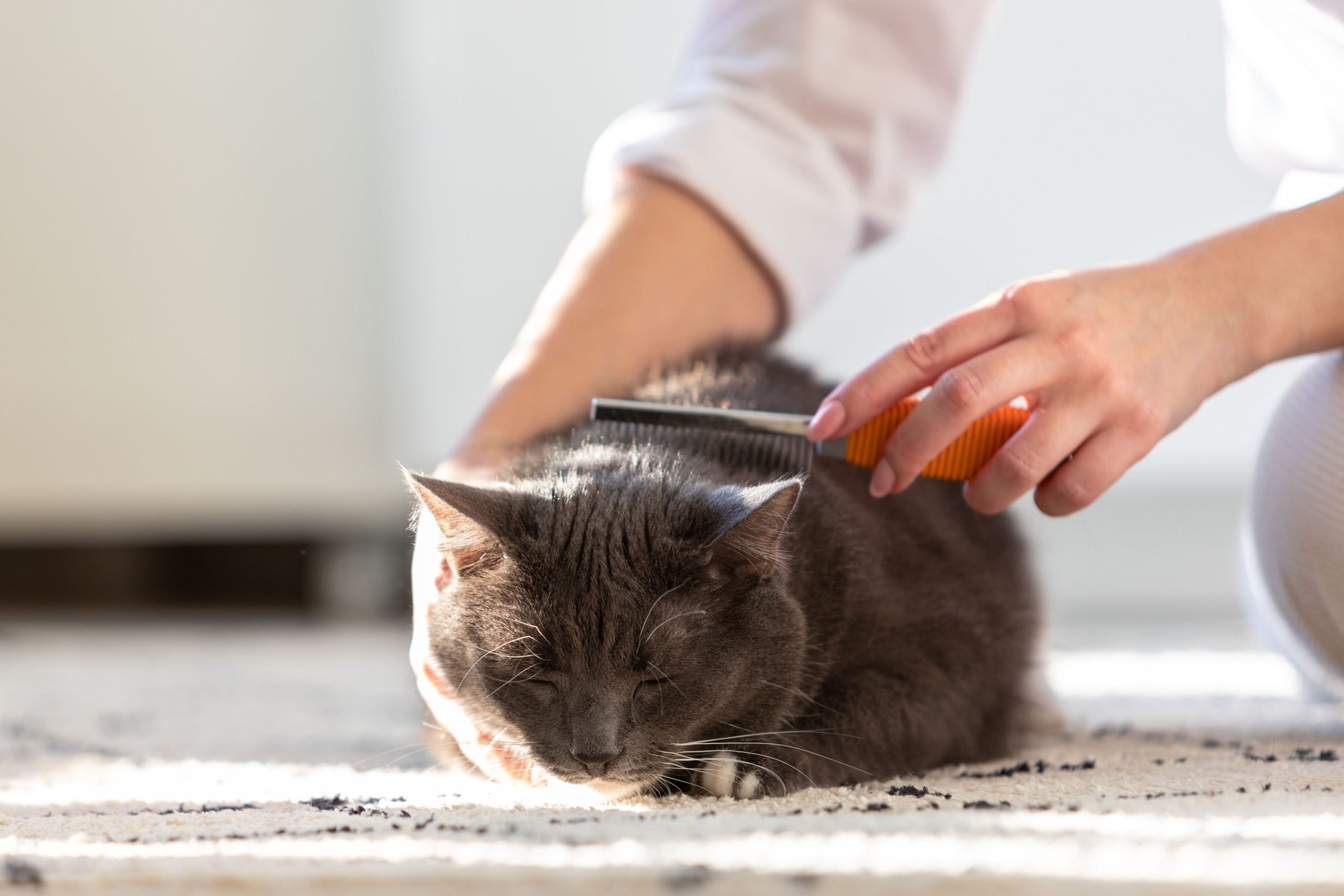6 Cara Mudah Hilangkan Kutu Kucing yang Ampuh dan Praktis