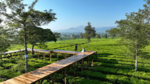 Ingin Nikmati Hamparan Dedaunan Teh?, 4 Rekomendasi Wisata Kebun Teh di Puncak Bogor