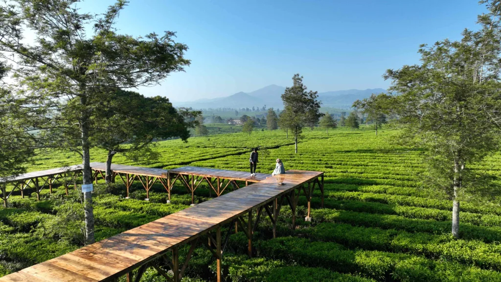 Ingin Nikmati Hamparan Dedaunan Teh?, 4 Rekomendasi Wisata Kebun Teh di Puncak Bogor