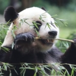Cia Tao, Panda Raksasa Taman Safari Bogor Rayakan Ulang Tahunnya yang ke-15