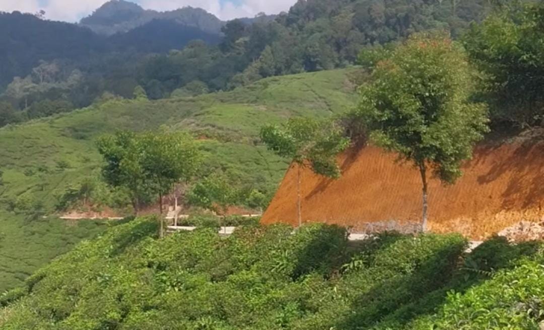 Ratusan Pesepeda Taklukkan Jalur Malasari, Disuguhi Panorama Kebun Teh dan Gunung Halimun Salak