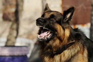Wapada Rabies, Penyakit Anjing Gila Mematikan
