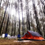 4 Wisata Hutan Pinus di Bogor yang Indah dan Menyejukkan