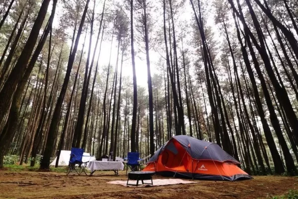 4 Wisata Hutan Pinus di Bogor yang Indah dan Menyejukkan
