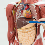 10 Fakta Menarik tentang Organ Tubuh Manusia yang Jarang Diketahui
