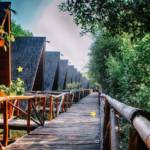 5 Kegiatan yang Bisa Dilakukan di Kawasan Hutan Mangrove PIK