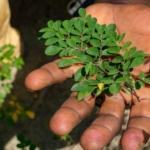 Cara Menghilangkan Ilmu Hitam dengan Daun Kelor