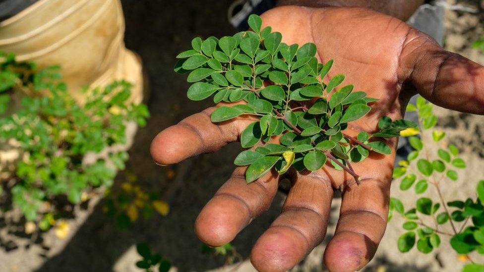 Cara Menghilangkan Ilmu Hitam dengan Daun Kelor