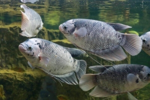 Tips Budidaya Ikan Gurame yang Berkualitas, dari Persiapan Kolam hingga Panen
