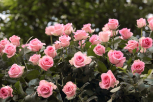 5 Jenis Bunga Mawar Tercantik yang Siap Hiasi Pekarangan Rumah