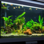 10 Jenis Aquarium Ikan Hias, Jenisnya Berbeda Tergantung Ikannya
