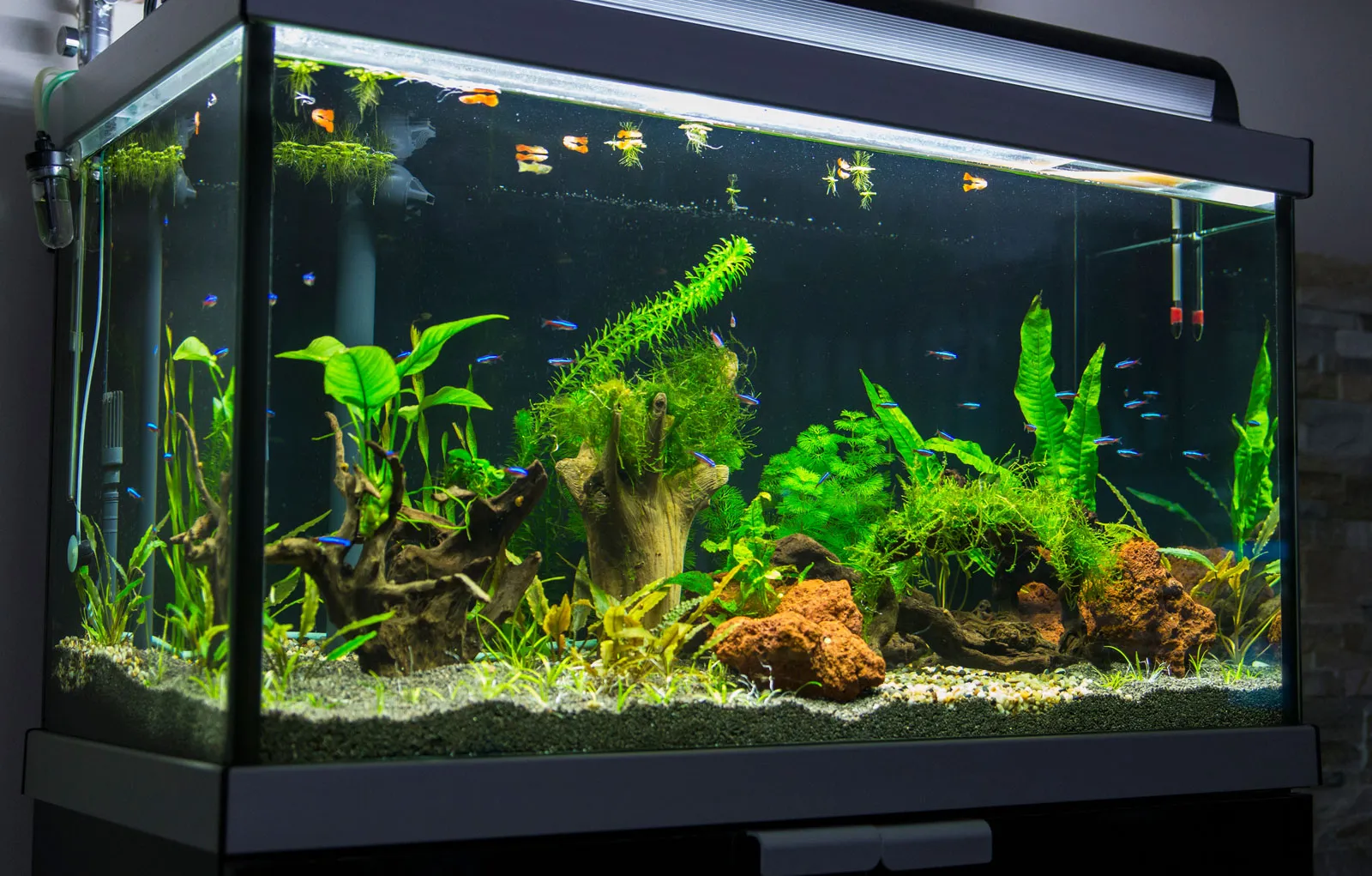 10 Jenis Aquarium Ikan Hias, Jenisnya Berbeda Tergantung Ikannya