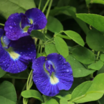 Kandungan dan Manfaat Bunga Telang: Herbal Antioksidan Kaya Khasiat untuk Tubuh