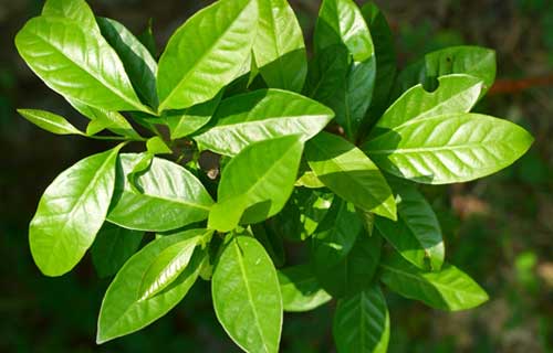 10 Manfaat Daun Salam untuk Kesehatan dan Cara Konsumsinya yang Aman