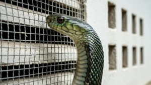 Waspadai Ular Masuk Rumah! Berikut Penyebab dan Cara Mengatasinya