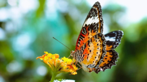 Peran Kupu-Kupu dalam Proses Penyerbukan dan Pembentukan Biji