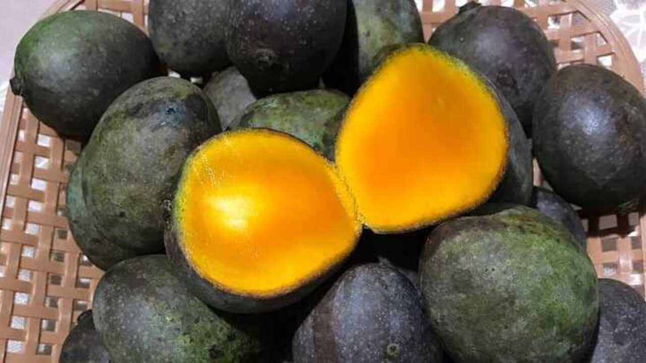 5 Buah yang Sudah Punah di Alam Liar: Kisah, Penyebab, dan Jejak Sejarahnya