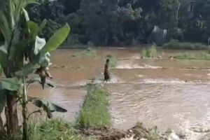 Saluran Irigasi Ciseeng Jebol, Ratusan Ribu Ikan Lele dan Ikan Bawal Milik Warga Hanyut