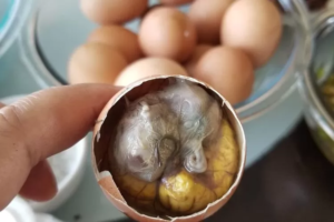 Balut Viral di TikTok: Apakah Halal? Ini Hukum dan Penjelasannya