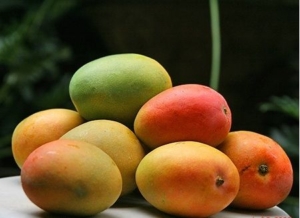 Kenali 8 Jenis Mangga Indonesia: Rasa, Ciri-Ciri, dan Kelezatannya