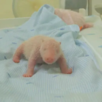 Bayi Panda Raksasa Lahir di Bogor, Indonesia Torehkan Sejarah Konservasi Dunia
