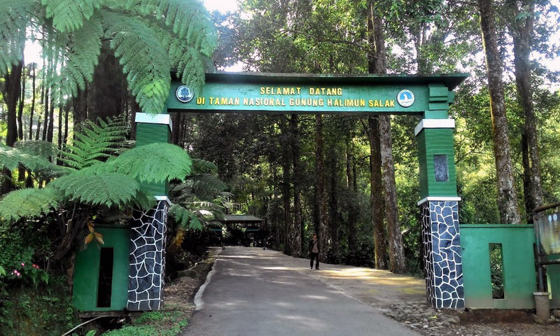 Menjelajah Taman Nasional Gunung Halimun Salak, Surga Hutan Tropis di Jawa Barat