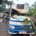 Hujan Lebat Picu Pohon Tumbang di Bogor Timur, Truk Es Krim Rusak