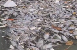 Ribuan Ikan di Situ Citongtut Gunungputri Ditemukan Mati, Diduga Tercemar Limbah