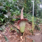 Setelah 12 Tahun, Bunga Bangkai Raksasa Mekar Kembali di Kebun Raya Bogor