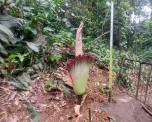 Setelah 12 Tahun, Bunga Bangkai Raksasa Mekar Kembali di Kebun Raya Bogor